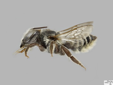 [Megachile brevis female thumbnail]